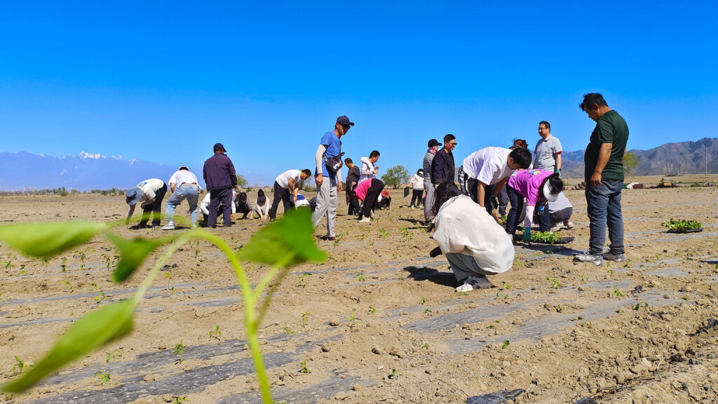 走进田园 播种希望|维多利亚老品牌vic物流春种团建活动